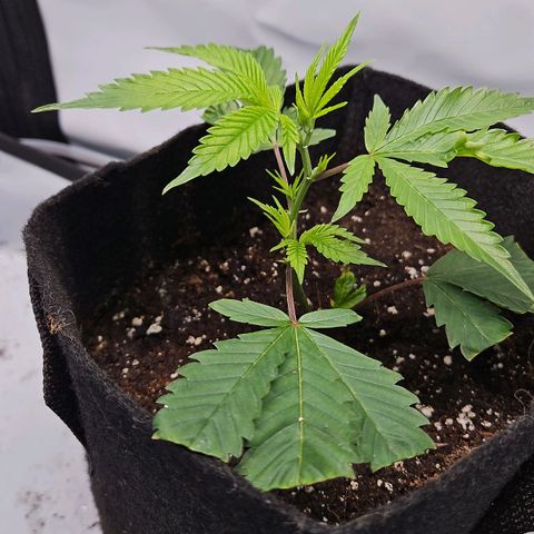 Gelato #33 x Zkittlez Cake  growlog timeline photo