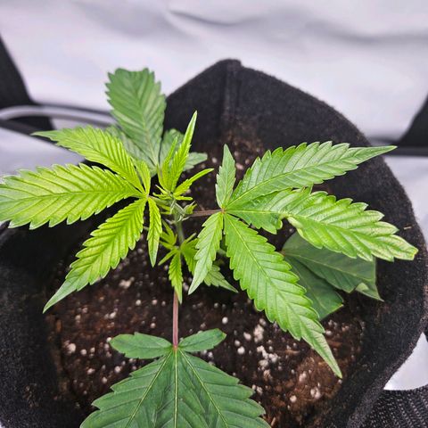 Gelato #33 x Zkittlez Cake  growlog timeline photo