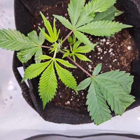 Gelato #33 x Zkittlez Cake  growlog timeline photo