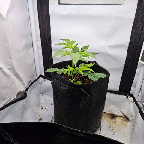 Gelato #33 x Zkittlez Cake  growlog timeline photo
