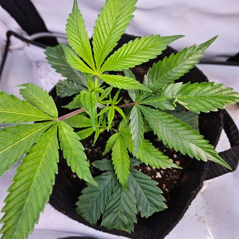 Gelato #33 x Zkittlez Cake  growlog timeline photo