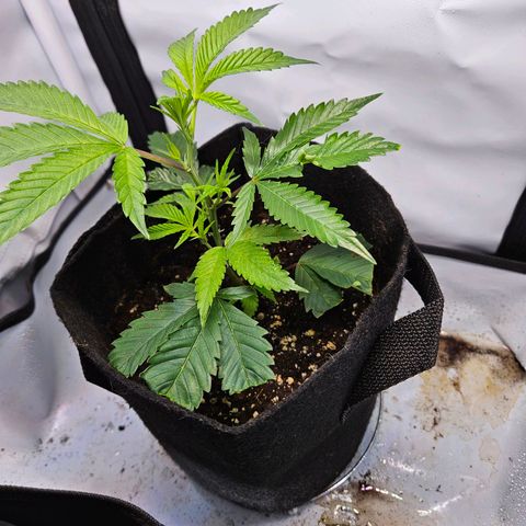 Gelato #33 x Zkittlez Cake  growlog timeline photo