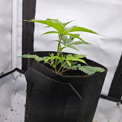 Gelato #33 x Zkittlez Cake  growlog timeline photo