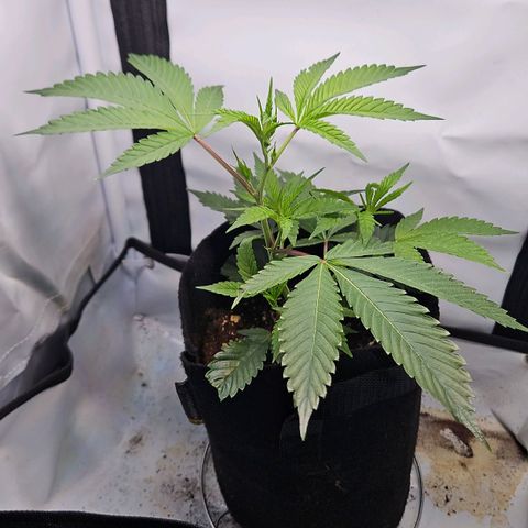 Gelato #33 x Zkittlez Cake  growlog timeline photo
