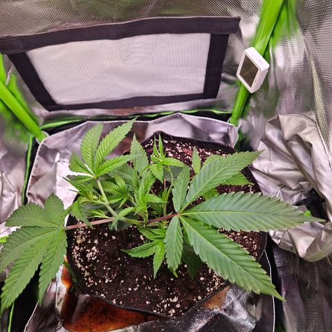 Gelato #33 x Zkittlez Cake  growlog timeline photo