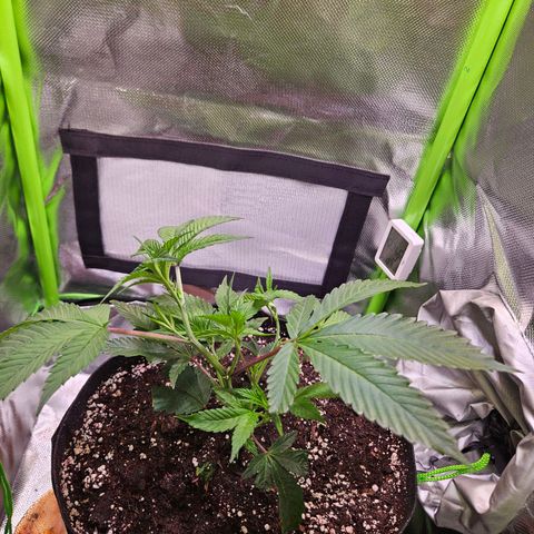 Gelato #33 x Zkittlez Cake  growlog timeline photo