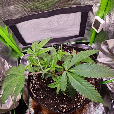 Gelato #33 x Zkittlez Cake  growlog timeline photo