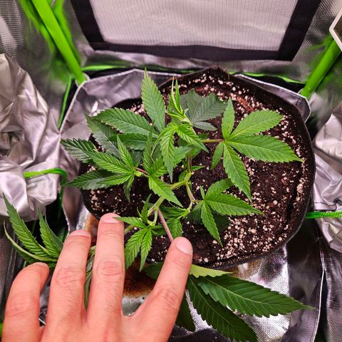 Gelato #33 x Zkittlez Cake  growlog timeline photo