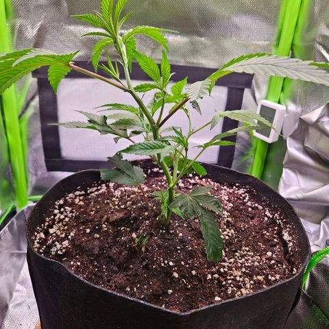 Gelato #33 x Zkittlez Cake  growlog timeline photo