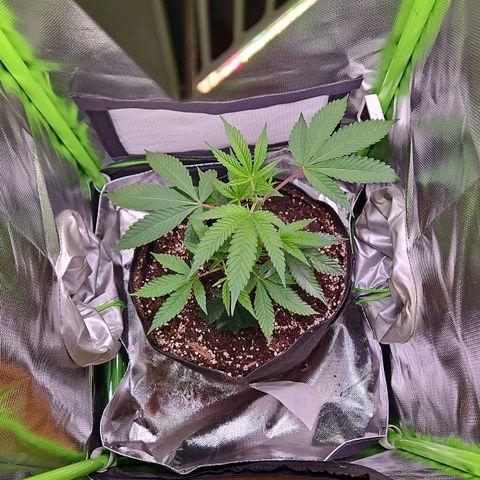 Gelato #33 x Zkittlez Cake  growlog timeline photo