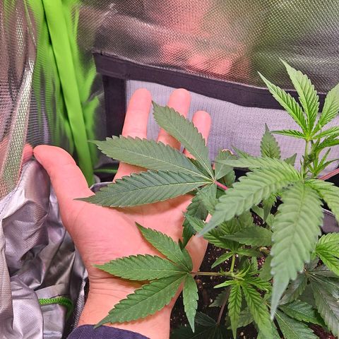 Gelato #33 x Zkittlez Cake  growlog timeline photo