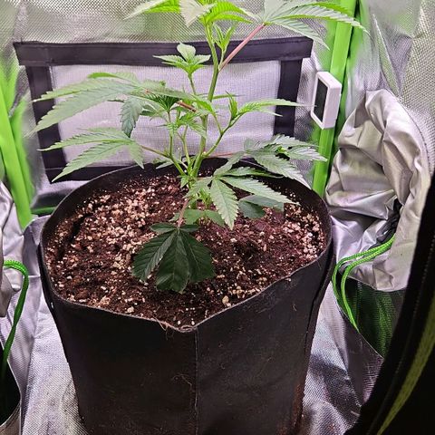 Gelato #33 x Zkittlez Cake  growlog timeline photo