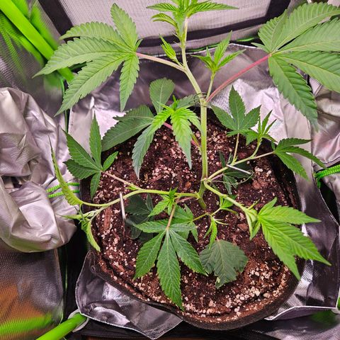 Gelato #33 x Zkittlez Cake  growlog timeline photo