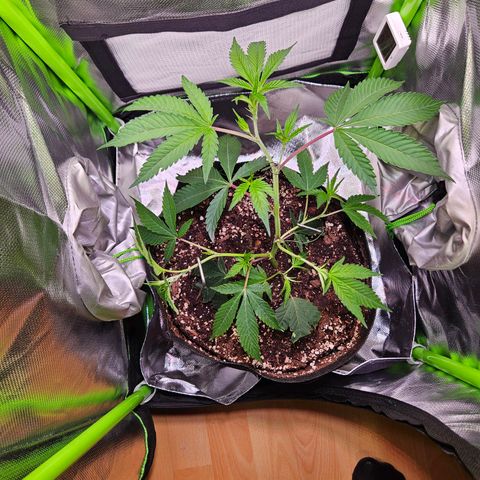 Gelato #33 x Zkittlez Cake  growlog timeline photo