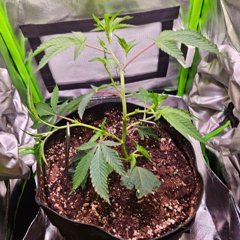Gelato #33 x Zkittlez Cake  growlog timeline photo