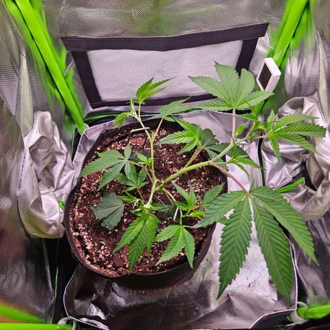 Gelato #33 x Zkittlez Cake  growlog timeline photo