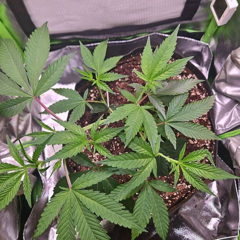 Gelato #33 x Zkittlez Cake  growlog timeline photo