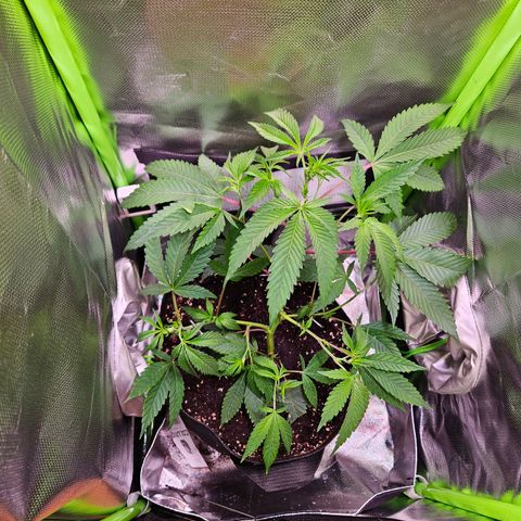 Gelato #33 x Zkittlez Cake  growlog timeline photo