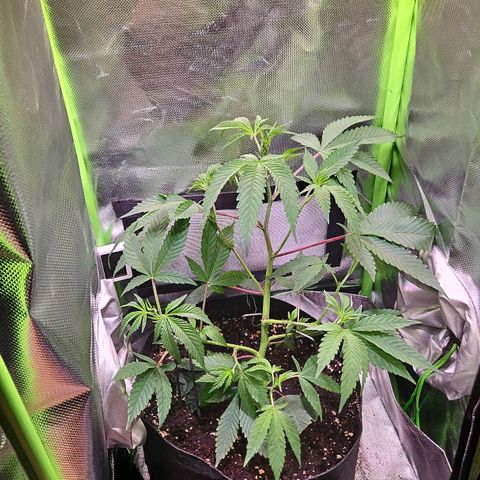 Gelato #33 x Zkittlez Cake  growlog timeline photo