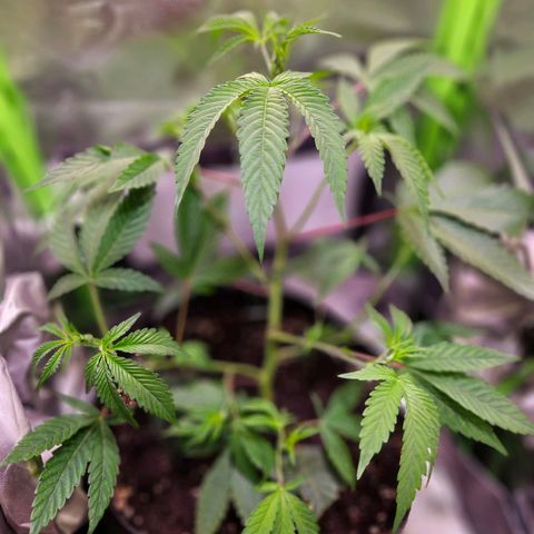Gelato #33 x Zkittlez Cake  growlog timeline photo