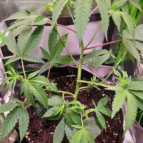 Gelato #33 x Zkittlez Cake  growlog timeline photo