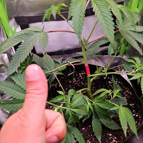 Gelato #33 x Zkittlez Cake  growlog timeline photo