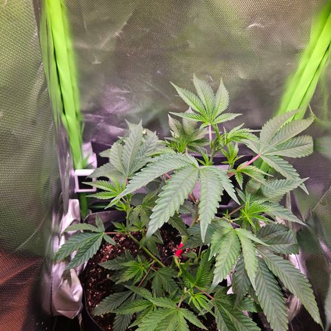 Gelato #33 x Zkittlez Cake  growlog timeline photo
