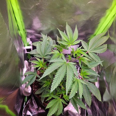 Gelato #33 x Zkittlez Cake  growlog timeline photo