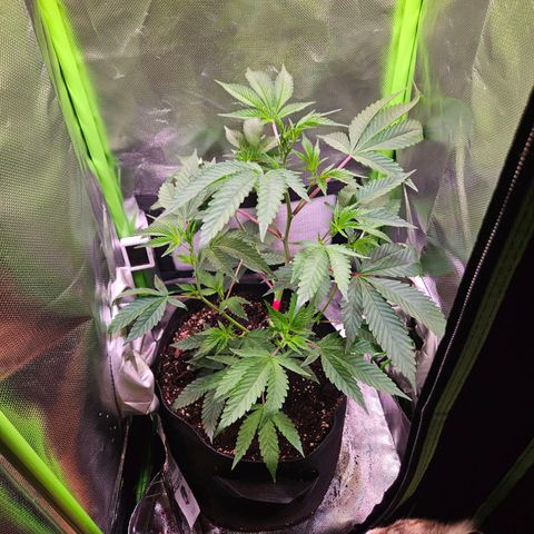Gelato #33 x Zkittlez Cake  growlog timeline photo