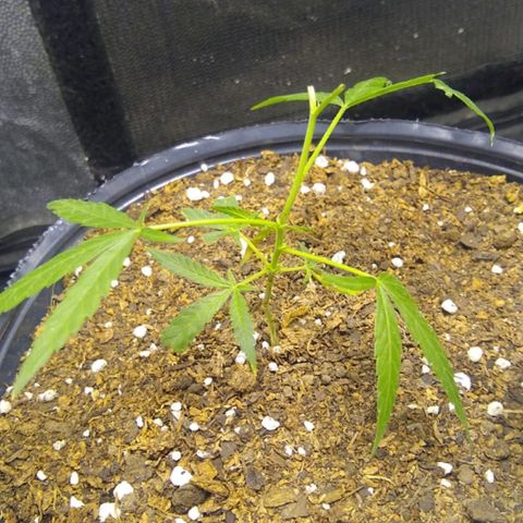 Moby-D growlog photo: TRASPLANTAMOS LOS ESQUEJES SON 3. MACETAS SOPLADAS 5LT. SUSTRATO THANOS. SOLO LE SGREGUE MICORRIZAS AL SUSTRATO.