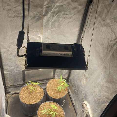 Moby-D growlog photo: TRASPLANTAMOS LOS ESQUEJES SON 3. MACETAS SOPLADAS 5LT. SUSTRATO THANOS. SOLO LE SGREGUE MICORRIZAS AL SUSTRATO.