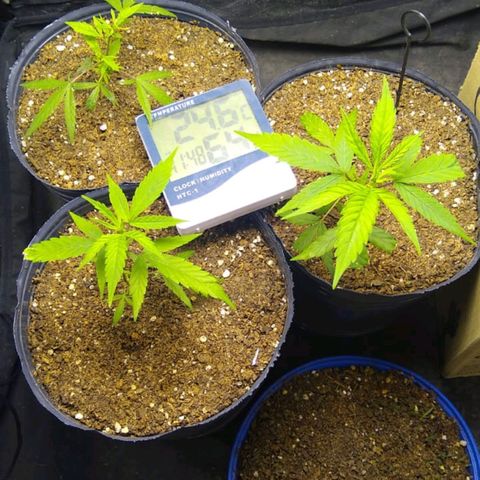 Moby-D growlog photo: Se recuperan un poco y empiezan a crecer, la semana que viene empezaría a fertilizar con Feeding Grow si todo va bien.