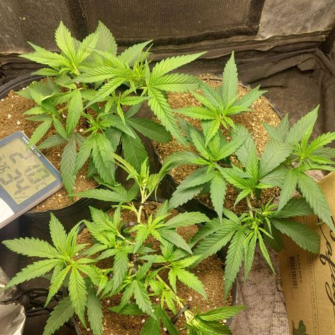 Moby-D growlog timeline photo