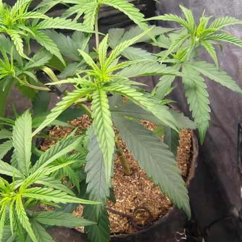 Moby-D growlog photo: Noto las hojas un poco plegadas en forma de canoa. No sé si será exceso de ferti( no debería ya que vengo regando 1 con y 1 sin) o bien que la lámpara está muy fuerte (QF J150 80%) voy a probar bajarla a 60% y dejar pasar 4 días enre riego y riego para que se seque bien el sustrato. Voy a intentar trasplantarlas en estos días a 10 lt maceta definitiva (RootHouse).