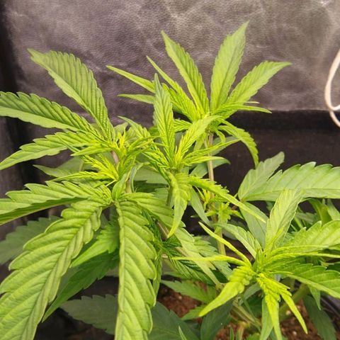 Moby-D growlog photo: Noto las hojas un poco plegadas en forma de canoa. No sé si será exceso de ferti( no debería ya que vengo regando 1 con y 1 sin) o bien que la lámpara está muy fuerte (QF J150 80%) voy a probar bajarla a 60% y dejar pasar 4 días enre riego y riego para que se seque bien el sustrato. Voy a intentar trasplantarlas en estos días a 10 lt maceta definitiva (RootHouse).