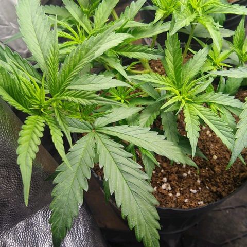 Moby-D growlog photo: Noto las hojas un poco plegadas en forma de canoa. No sé si será exceso de ferti( no debería ya que vengo regando 1 con y 1 sin) o bien que la lámpara está muy fuerte (QF J150 80%) voy a probar bajarla a 60% y dejar pasar 4 días enre riego y riego para que se seque bien el sustrato. Voy a intentar trasplantarlas en estos días a 10 lt maceta definitiva (RootHouse).