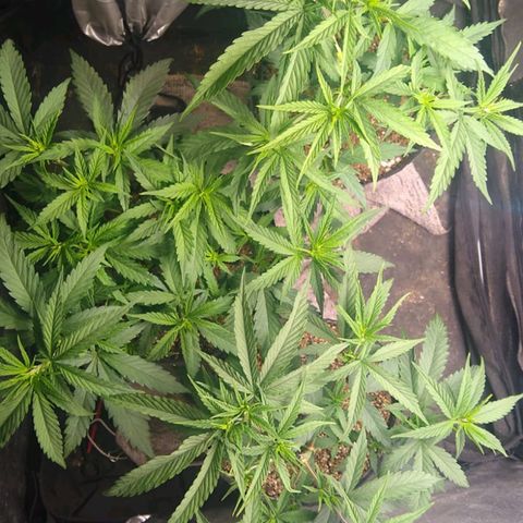 Moby-D growlog photo: Se las ve mejor, las hojas no están tan dobladas en forma de canoa ya. Les baje la intensidad del panel hace 2 días y lo subí un poco más (35/40cm). 