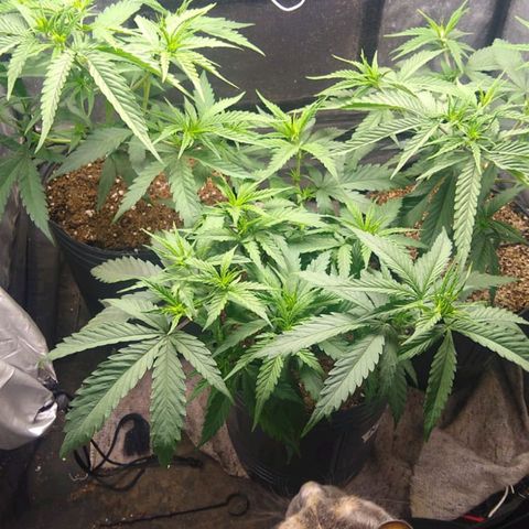 Moby-D growlog timeline photo