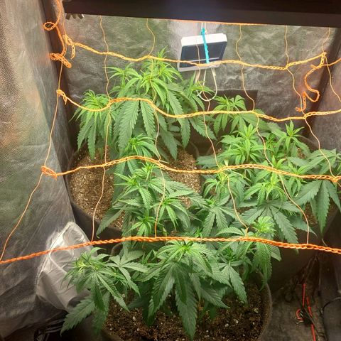 Moby-D growlog photo: Se trasplanto la maceta restante y se presentó la malla, voy a comenzar a tejer ni bien se recuperen del estrés también voy a hacer una defoliacion 