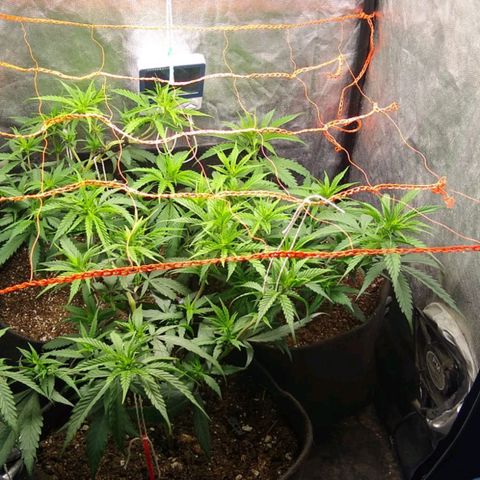 Moby-D growlog timeline photo