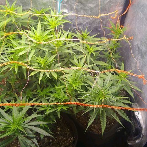 Moby-D growlog photo: Hoy se pasó a flora.
