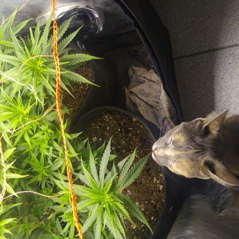 Moby-D growlog photo: Hoy se pasó a flora.