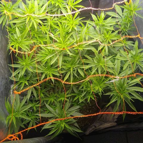 Moby-D growlog photo: Hoy se pasó a flora.