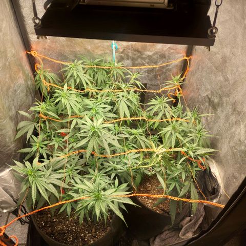 Moby-D growlog timeline photo