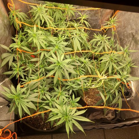 Moby-D growlog timeline photo