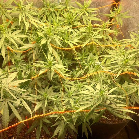 Moby-D growlog photo: Están saliendo los primeros pistilos. La verdad que el scrog no me salió muy bien y no tengo mucho tiempo para dedicarle así que creo que vamos a dejarlas así como están y meter defoliacion nomás.