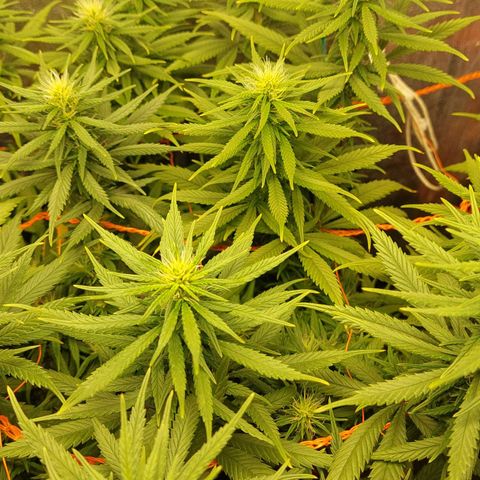Moby-D growlog timeline photo