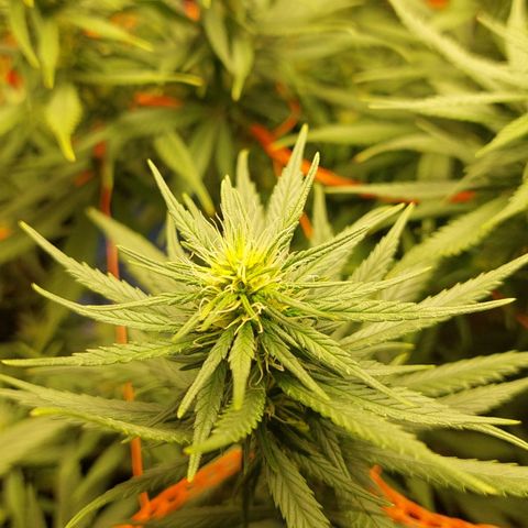 Moby-D growlog timeline photo