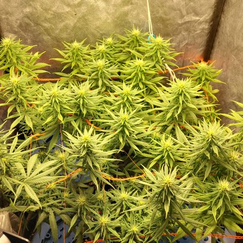 Moby-D growlog timeline photo