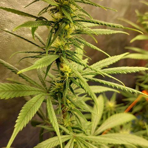 Moby-D growlog timeline photo